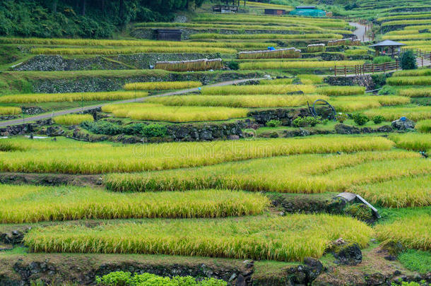 用成熟的水稻植物关闭水稻梯田