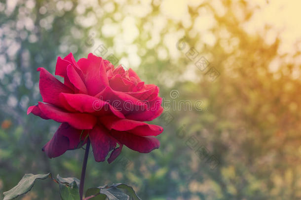 慰问和慰问红玫瑰背景