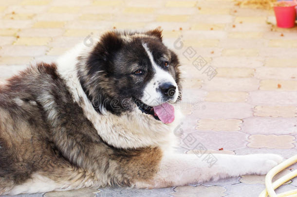 成年高加索牧羊犬。 毛茸茸的高加索牧羊犬是我