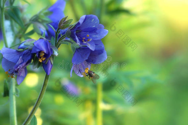 在一朵<strong>紫色的</strong>花上收集花粉，上面有黄色<strong>的</strong>雄蕊，背景模糊，颜色细腻