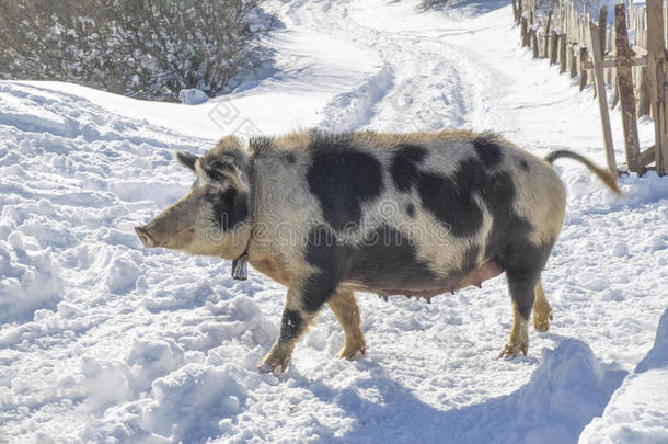 保加利亚本地猪品种。 <strong>东巴</strong>尔干播种带铃