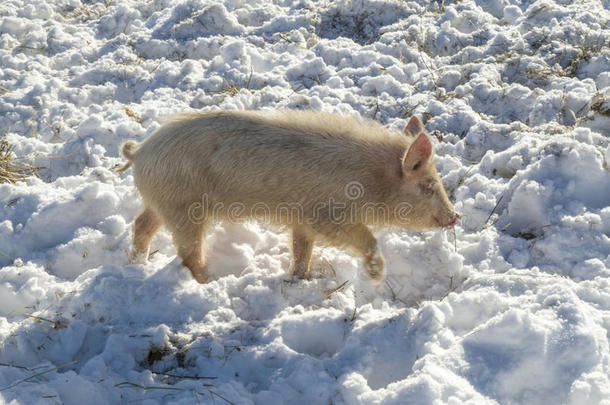 保加利亚本地猪品种。 东巴尔干小猪