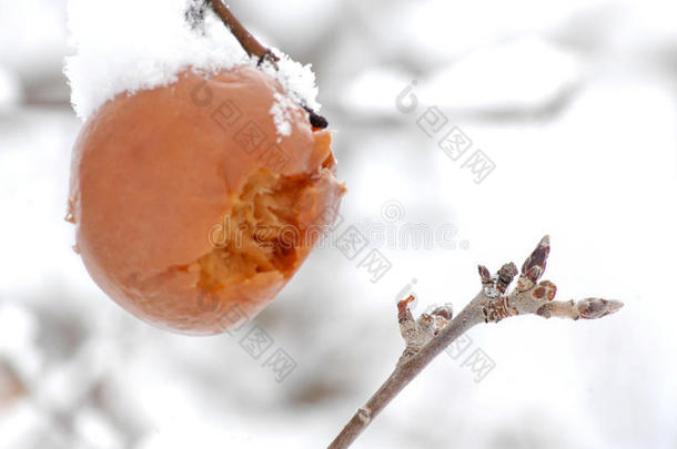 在树枝上冷冻和下雪的冬天苹果