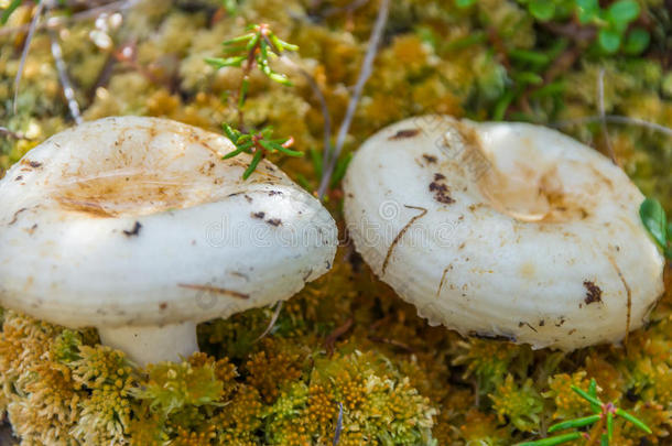 木耳木耳科菌类蘑菇秋天
