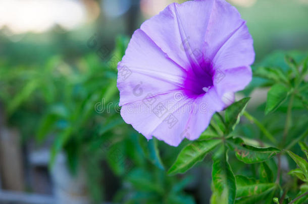老挝美丽的<strong>紫色花</strong>朵