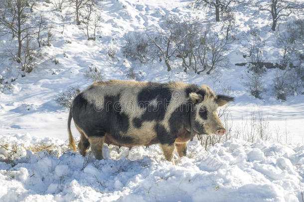 保加利亚本地猪品种。 东巴尔干播种带铃