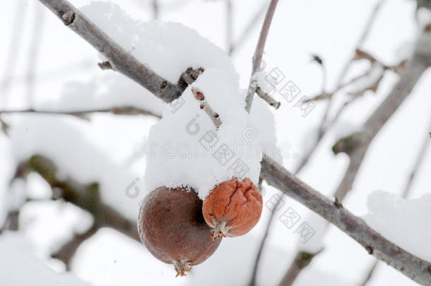在树枝上冷冻和下雪的冬天苹果