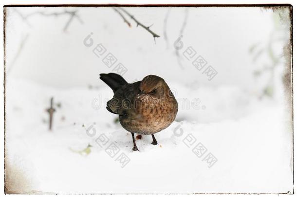 鸟食物生活搜索冬天
