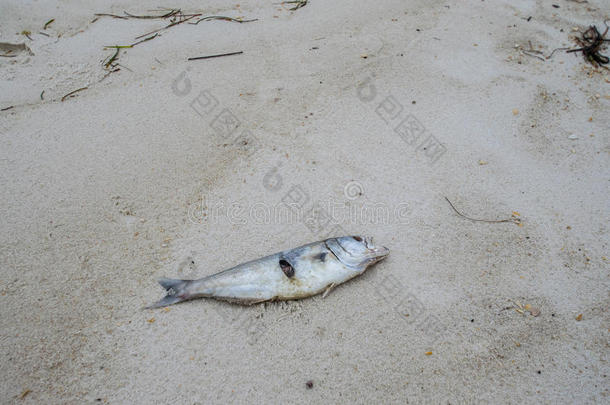 死鱼被冲到海滩上