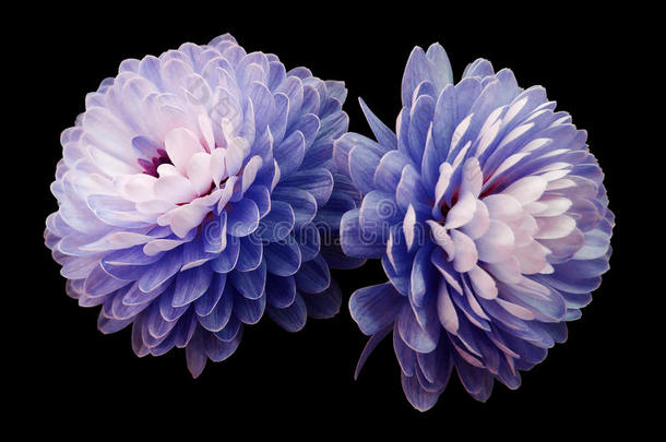 蓝粉花菊花。 黑色隔离背景与裁剪路径。 特写没有阴影。 为了设计。