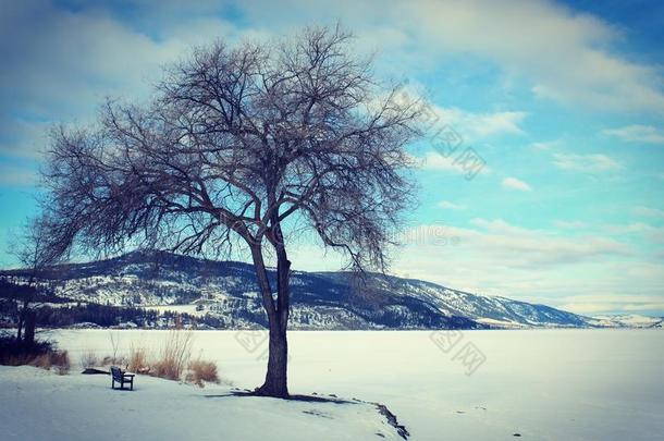 大树和小板凳冬季景观