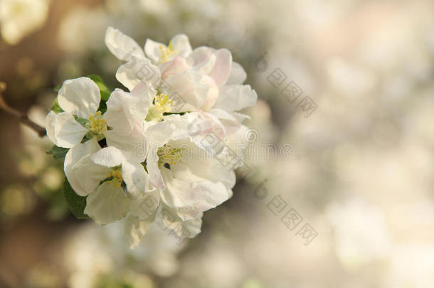 春天果树的娇嫩花朵