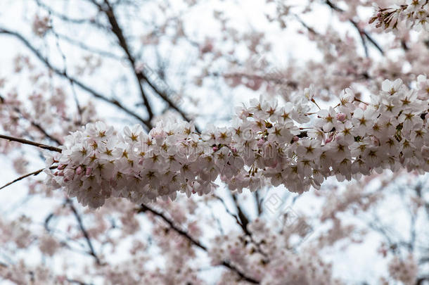 中国青岛中山公园春天樱花盛开
