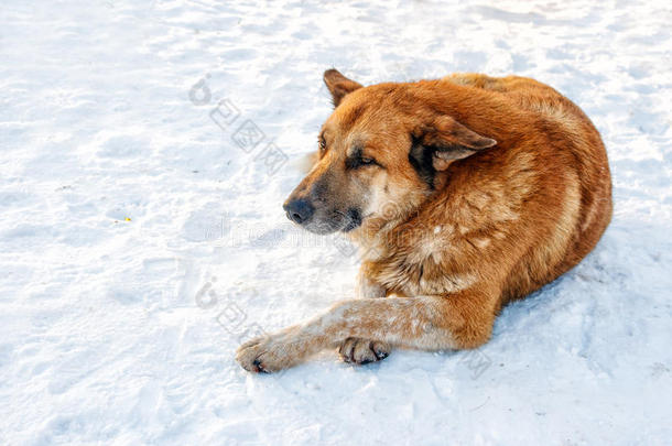 <strong>大红狗</strong>躺在雪上