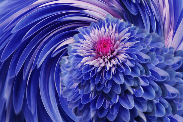 蓝花菊花。 蓝色粉红色的背景。 花拼贴。 花的组成。 为了设计。