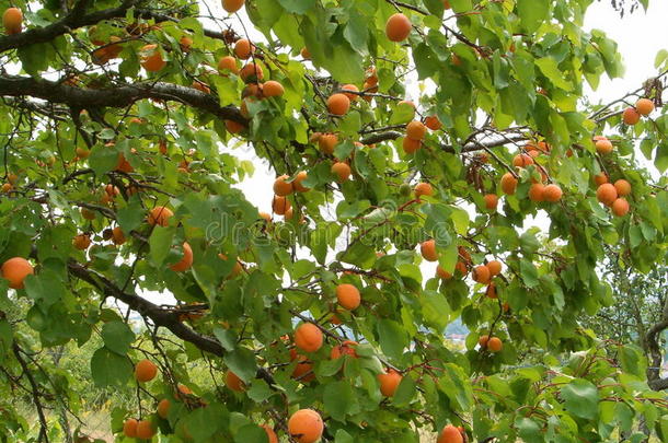 杏树
