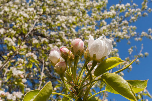 春天苹果树的特写芽和<strong>下拉</strong>花。