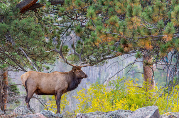 公牛麋鹿，秋天的颜色，岩石山国家公园，公司