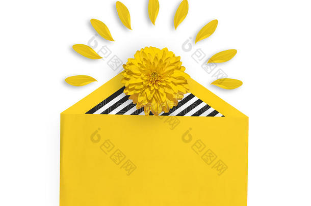 黄色信封里明亮的黄色花朵。 鲁德贝克亚花。 黄色花朵周围的花瓣。 平躺