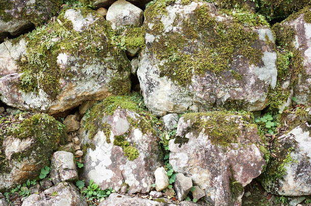 苔藓石