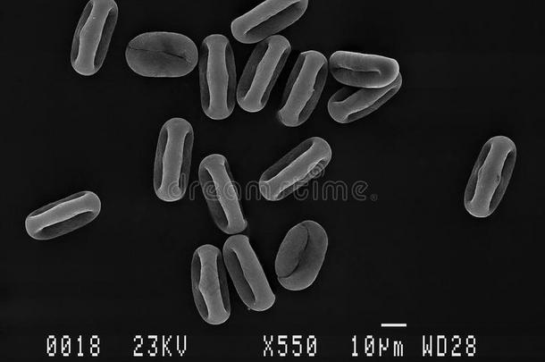 峨参属双腔生物学黑白特写镜头