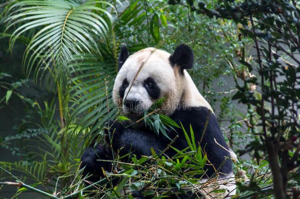 可爱的大熊猫吃竹子