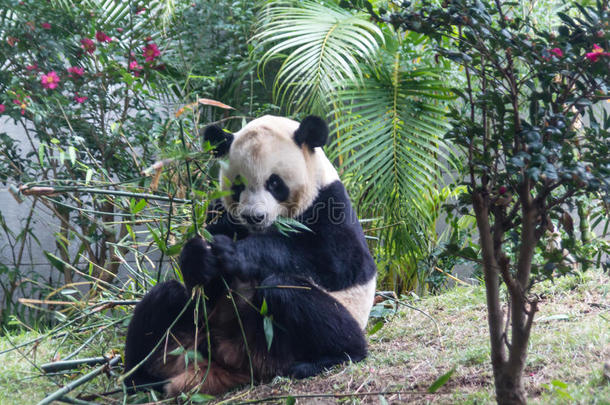 可爱的大熊猫吃竹子