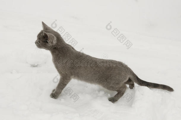 英国短毛猫正在冬天的草地上白雪皑皑