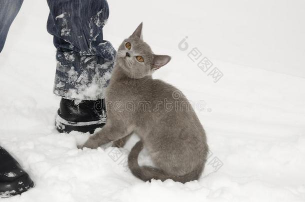 英国短毛猫正在冬天的草地上白雪皑皑