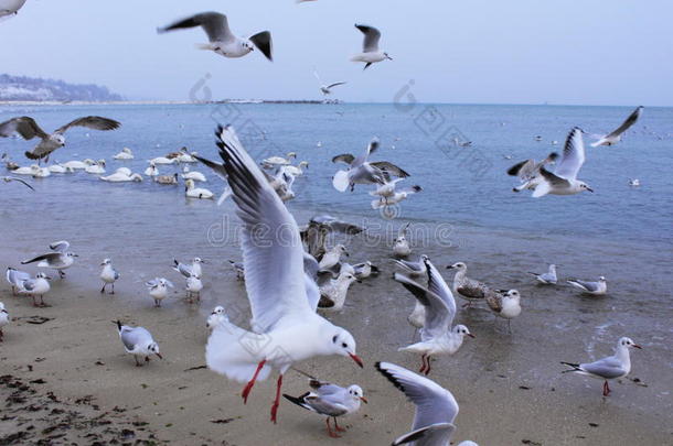活动动物动画海滩保加利亚
