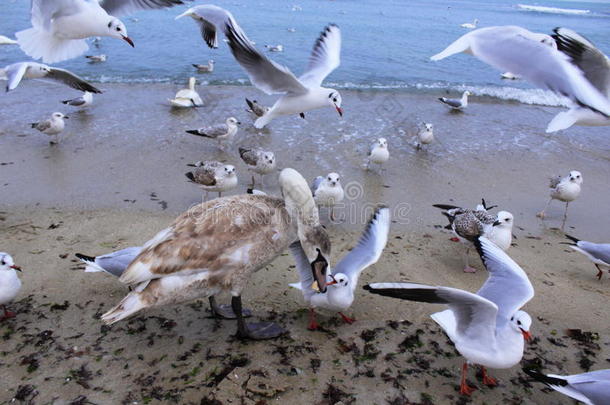 海滩鸟吵架
