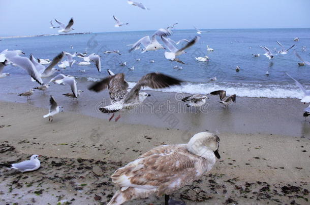鸟儿飞过海滩
