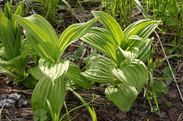 植物区系地狱堡垒杀虫的洛贝尔<strong>半边</strong>莲