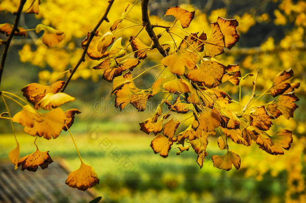 秋天的银杏树叶子