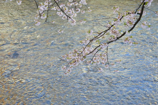 河上的樱花