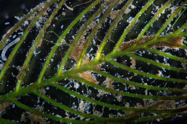 淡水藻类水翼菌<strong>的</strong>显微镜。 纤毛虫下支架多态原生动物微生物