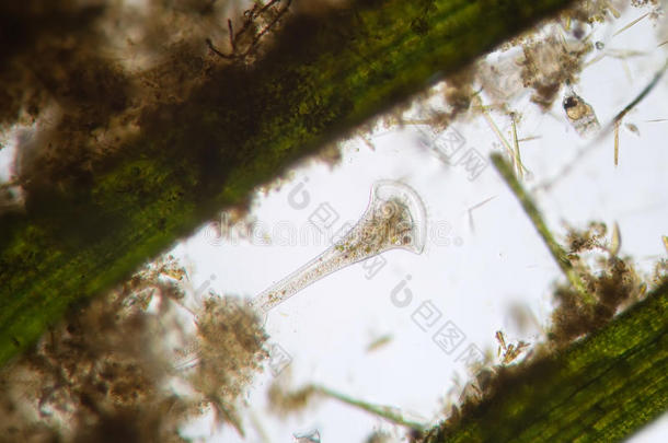 微生物水生的底栖动物底栖生物生物学