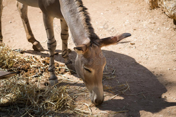 非洲的动物羚羊驴马科