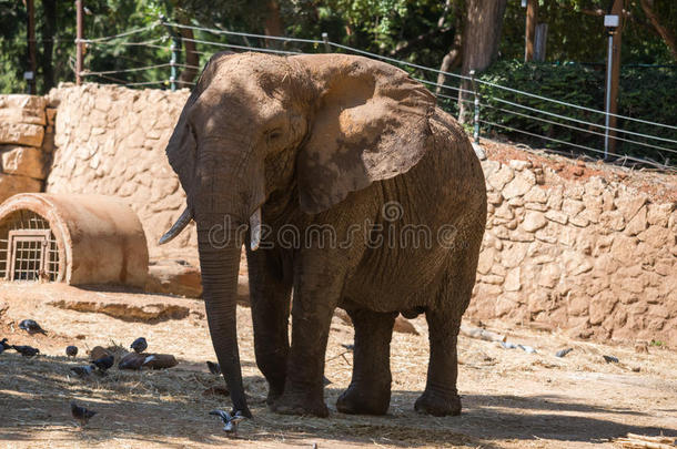 非洲的动物大象动物群甘