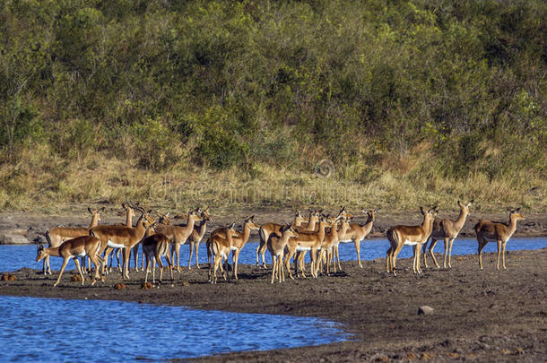 非洲动物羚羊生物圈牛科