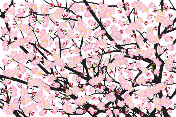 盛开的粉红色樱花树樱花黑木树皮背景