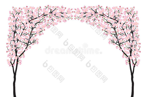 盛开的粉红色樱花树拱形樱花曲线黑色木材隔离在白色