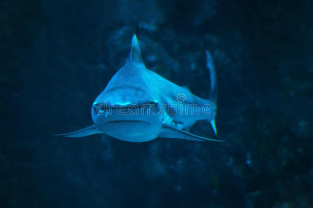 动物水族馆水生的攻击背景