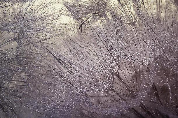 带有水滴的抽象宏观照片。 蒲公英种子艺术背景
