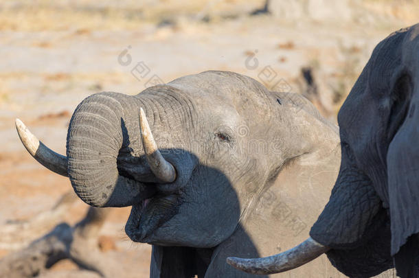 特写和肖像一只年轻的非洲大象从水坑喝水。 野生动物狩猎在Chobe国家公园，旅行