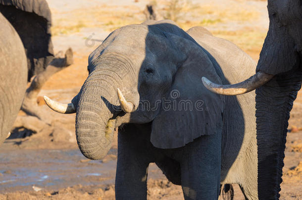 特写和肖像一只年轻的非洲大象从<strong>水</strong>坑<strong>喝水</strong>。 野生<strong>动物</strong>狩猎在Chobe国家公园，旅行