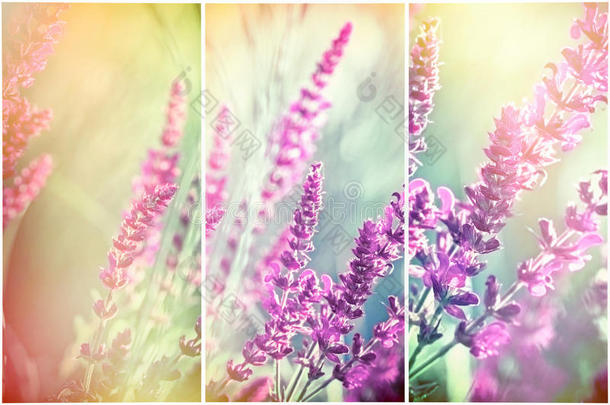 美丽的花朵，盛开在草地上的紫色花朵