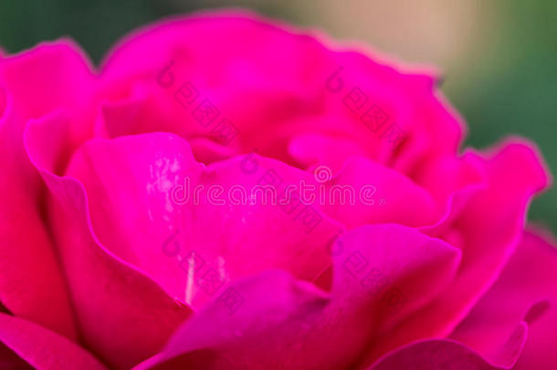 关闭美丽的粉红色玫瑰花。花园里的粉红色玫瑰花