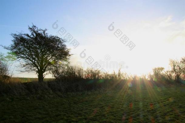 绿色的田野和一棵树在十二月的阳光下