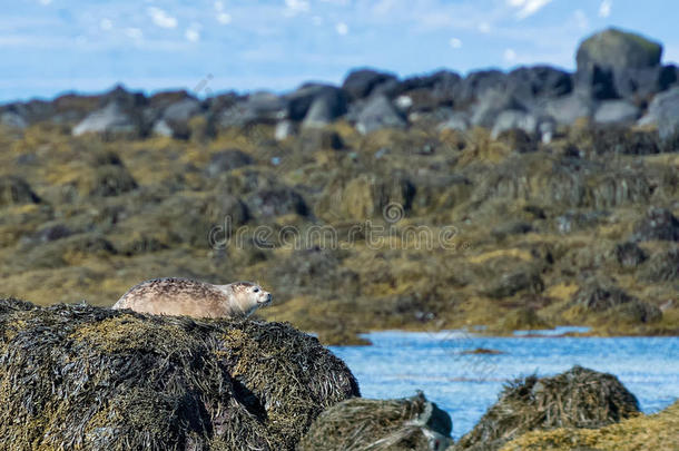 在伊特里东加海滩，<strong>斯奈</strong>费<strong>尔斯</strong>尼<strong>斯</strong>半岛冰岛的灰色海豹